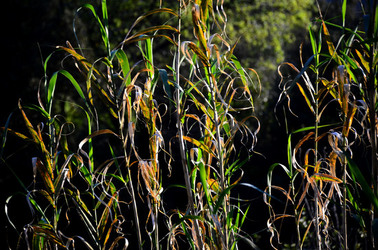 GOLE DELL ALCANTARA in Sicilia. Fotografie di Giulio Azzarello &copy;2016.
