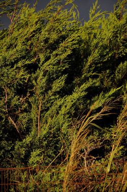 LUIGI PIRANDELLO il parco e la casa museo. Fotografie di Giulio Azzarello ©2014.