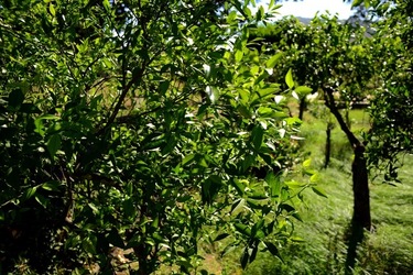 GIARDINO SICILIANO fotografie di Giulio Azzarello ©2021. GIARDINO SICILIANO fotografie di Giulio Azzarello ©2021.