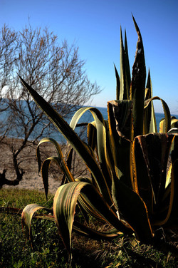 AGAVE selvatica sul mare in Sicilia a Cefalù. Fotografie di Giulio Azzarello ©2014. AGAVE selvatica sul mare in Sicilia a Cefalù. Fotografie di Giulio Azzarello ©2014.