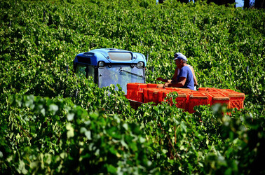 VENDEMMIA a S.Cristina Gela i coltivatori. Fotografie di Giulio Azzarello ©2016. VENDEMMIA a S.Cristina Gela i coltivatori. Fotografie di Giulio Azzarello ©2016.
