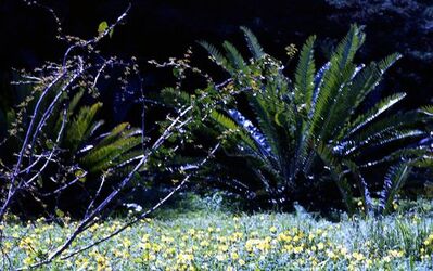 ORTO BOTANICO di Palermo. Fotografie di Giulio Azzarello ©2021.