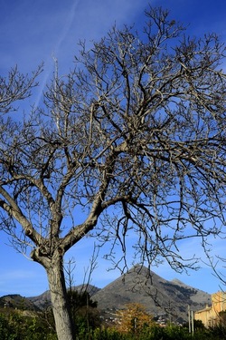 CAMPAGNA fotografie di Giulio Azzarello ©2020.