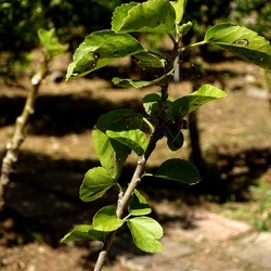 GIARDINO SICILIANO. Fotografie di Giulio Azzarello &copy;2024.