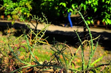 ORTO BOTANICO di Palermo nel maggio 2018. Fotografie di Giulio Azzarello &copy;2018.