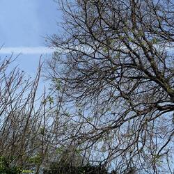 PIANTE. Fotografie di Giulio Azzarello &copy;2022.