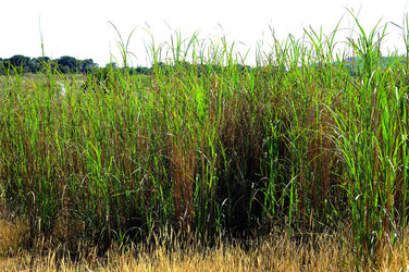 CANNETI in SICILIA. Fotografie di Giulio Azzarello &copy;2016.