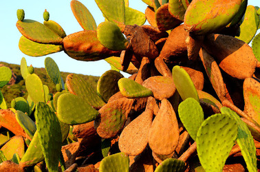 ISOLA DI USTICA la natura. Fotografie di Giulio Azzarello &copy;2016.