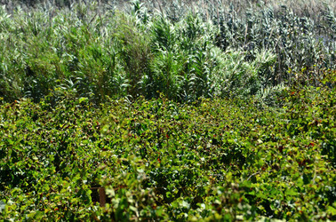 GORGHI TONDI oasi di vigneti e piante Mazzara del Vallo in Sicilia. Foto di Giulio Azzarello ©2016. GORGHI TONDI oasi di vigneti e piante Mazzara del Vallo in Sicilia. Foto di Giulio Azzarello ©2016.