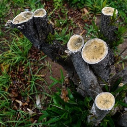 TRONCHI. Fotografie di Giulio Azzarello ©2022.
