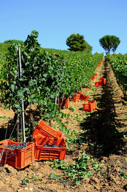 VENDEMMIA a S.Cristina Gela in Sicilia. Fotografie di Giulio Azzarello &copy;2016.