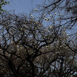 ORTO BOTANICO. Fotografie di Giulio Azzarello &copy;2024.