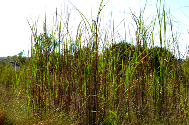 CANNETI in SICILIA. Fotografie di Giulio Azzarello &copy;2016.