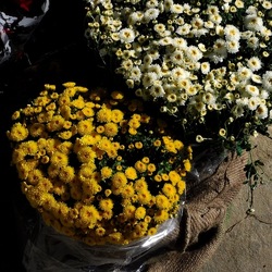 ORTO BOTANICO di PALERMO. Fotografie di Giulio Azzarello ©2019.