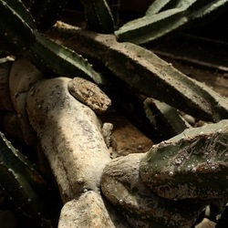 ORTO BOTANICO. Fotografie di Giulio Azzarello &copy;2024.