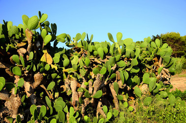 ISOLA DI USTICA la natura. Fotografie di Giulio Azzarello &copy;2016.