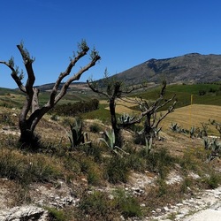 SEGESTA. Fotografie di Giulio Azzarello ©2024. SEGESTA. Fotografie di Giulio Azzarello ©2024.