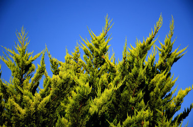 ISOLA DI USTICA la natura. Fotografie di Giulio Azzarello &copy;2016.