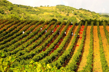 VENDEMMIA di AUTUNNO a S.Cristina Gela in Sicilia. Fotografie di Giulio Azzarello &copy;2016.