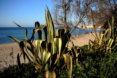 AGAVE selvatica sul mare in Sicilia a Cefalù. Fotografie di Giulio Azzarello ©2014. AGAVE selvatica sul mare in Sicilia a Cefalù. Fotografie di Giulio Azzarello ©2014.