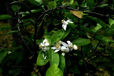 ZAGARA. Fotografie di Giulio Azzarello ©2022. ZAGARA. Fotografie di Giulio Azzarello ©2022.