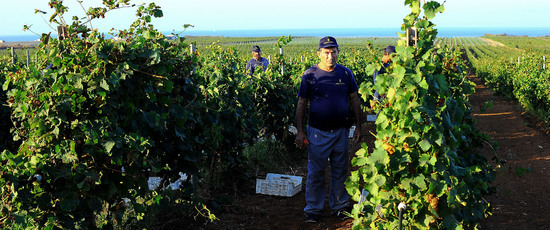 VENDEMMIA a Mazzara del Vallo in Sicilia con i contadini. Fotografie di Giulio Azzarello ©2016. VENDEMMIA a Mazzara del Vallo in Sicilia con i contadini. Fotografie di Giulio Azzarello ©2016.
