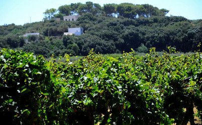 GORGHI TONDI oasi di vigneti e piante Mazzara del Vallo in Sicilia. Foto di Giulio Azzarello ©2016. GORGHI TONDI oasi di vigneti e piante Mazzara del Vallo in Sicilia. Foto di Giulio Azzarello ©2016.