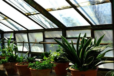 ORTO BOTANICO di Palermo nel maggio 2018. Fotografie di Giulio Azzarello &copy;2018.