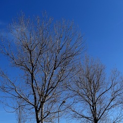ALBERI. Fotografie di Giulio Azzarello &copy;2024.