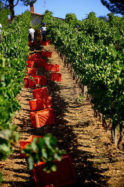 VENDEMMIA a S.Cristina Gela i coltivatori. Fotografie di Giulio Azzarello ©2016. VENDEMMIA a S.Cristina Gela i coltivatori. Fotografie di Giulio Azzarello ©2016.
