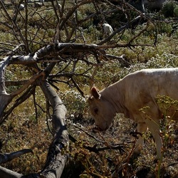BESTIE. Fotografie di Giulio Azzarello ©2022. BESTIE. Fotografie di Giulio Azzarello ©2022.