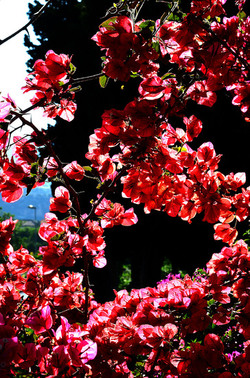 NATURA Violette siciliane in un tipico giardino in estate. Fotografie di Giulio Azzarello &copy;2014.