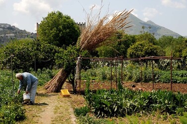 IL CANNETO del contadino siciliano. Fotografie di Giulio Azzarello &copy;2014.