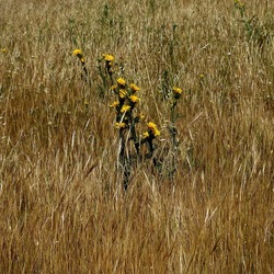 TERRASINI. Fotografie di Giulio Azzarello &copy;2022.
