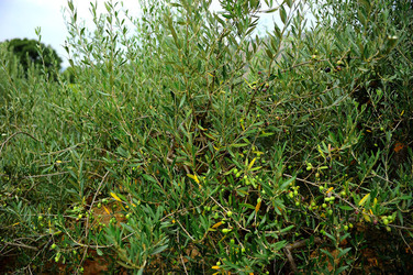 CAMPAGNA SICILIANA. Fotografie di Giulio Azzarello &copy;2016.