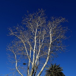 ALBERI. Fotografie di Giulio Azzarello &copy;2024.