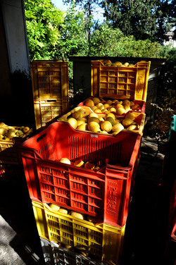 LIMONI di Sicilia coltivati in modo biologico. Fotografie di Giulio Azzarello &copy;2014.