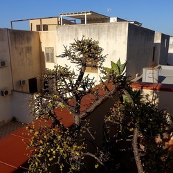 BONSAI. Fotografie di Giulio Azzarello &copy;2022.