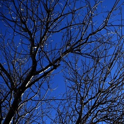 ALBERI. Fotografie di Giulio Azzarello &copy;2024.