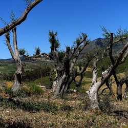 SEGESTA. Fotografie di Giulio Azzarello ©2024. SEGESTA. Fotografie di Giulio Azzarello ©2024.