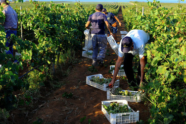 VENDEMMIA a Mazzara del Vallo in Sicilia con i contadini. Fotografie di Giulio Azzarello ©2016. VENDEMMIA a Mazzara del Vallo in Sicilia con i contadini. Fotografie di Giulio Azzarello ©2016.