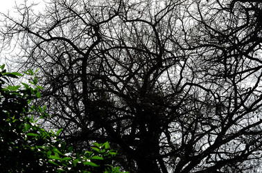 ORTO BOTANICO di Palermo in inverno. Fotografie di Giulio Azzarello &copy;2016.