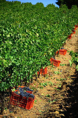 VENDEMMIA a S.Cristina Gela in Sicilia. Fotografie di Giulio Azzarello &copy;2016.