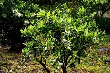 ZAGARA. Fotografie di Giulio Azzarello ©2022. ZAGARA. Fotografie di Giulio Azzarello ©2022.