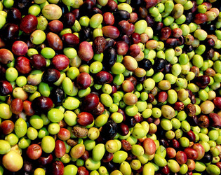 TIPICO FRANTOIO fotografie di Giulio Azzarello ©2014. TIPICO FRANTOIO fotografie di Giulio Azzarello ©2014.