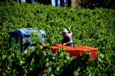 VENDEMMIA a S.Cristina Gela i coltivatori. Fotografie di Giulio Azzarello ©2016. VENDEMMIA a S.Cristina Gela i coltivatori. Fotografie di Giulio Azzarello ©2016.