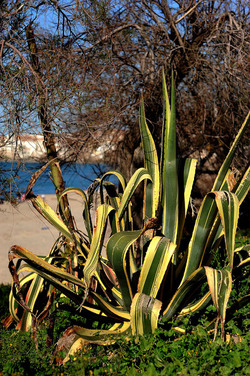 AGAVE selvatica sul mare in Sicilia a Cefalù. Fotografie di Giulio Azzarello ©2014. AGAVE selvatica sul mare in Sicilia a Cefalù. Fotografie di Giulio Azzarello ©2014.