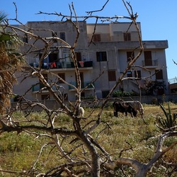 BESTIE. Fotografie di Giulio Azzarello ©2022. BESTIE. Fotografie di Giulio Azzarello ©2022.