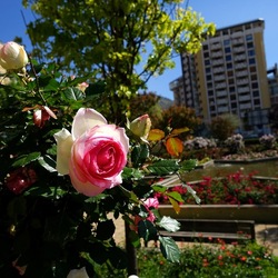 ROSETO. Fotografie di Giulio Azzarello &copy;2022.