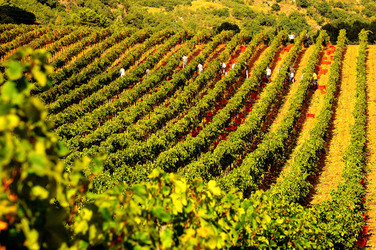 VENDEMMIA di AUTUNNO a S.Cristina Gela in Sicilia. Fotografie di Giulio Azzarello &copy;2016.
